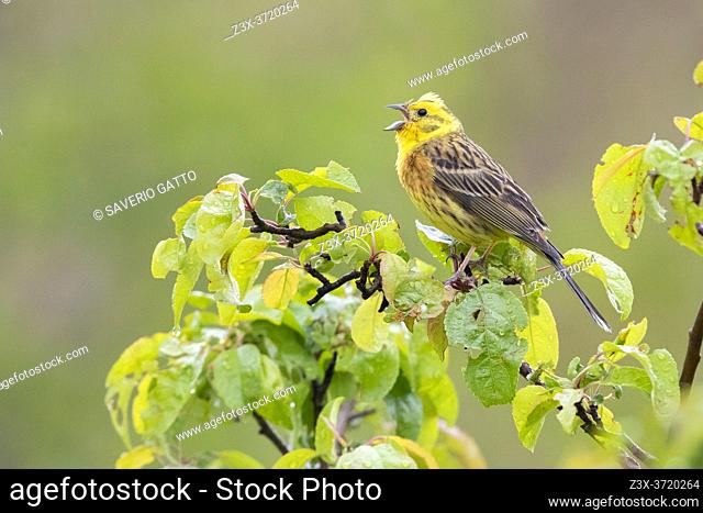 Yellowhammer (Emberiza citrinella), side view of an adult male singing from a tree, Abruzzo, Italy