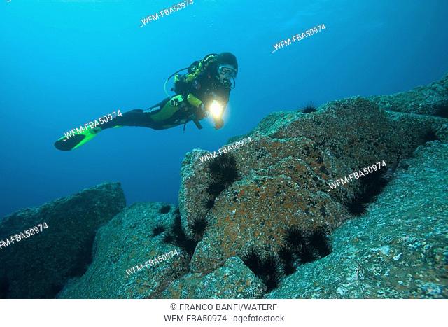 scuba diver exploring the rocky bottom, with diadema sea urchins, Centrostephanus longispinus, Madeira Island, Atlantic, Portugal