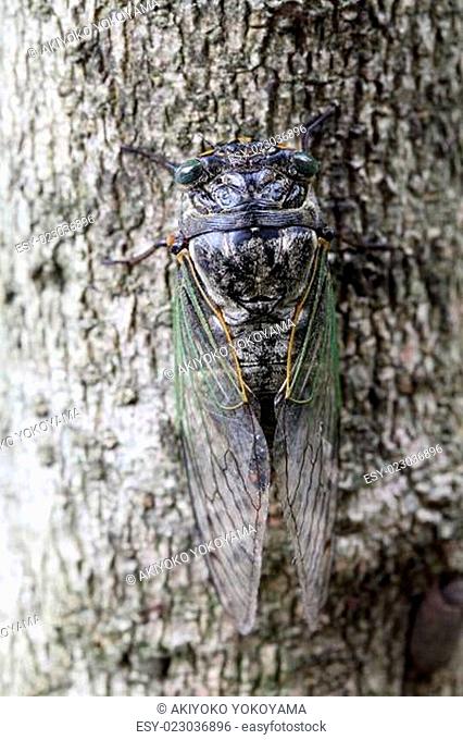 Cicada holding on a tree, Cryptotympana facialis, kumazemi