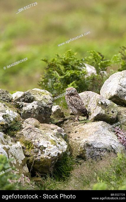 Little Owl, little owls (Athene noctua), Owls, Animals, Birds, Owls, Little Owl juvenile, standing on stone wall, Skomer Island, Pembrokeshire, Wales