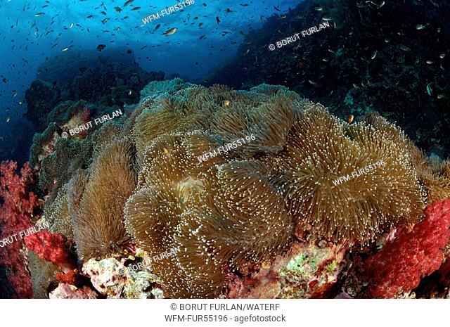 Colony of Magnificent Sea Anemone, Heteractis magnifica, Richelieu Rock, Surin Islands, Thailand