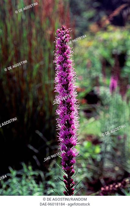 Gay Feather or Dense Blazing Star (Liatris spicata Floristan Violett), Asteraceae