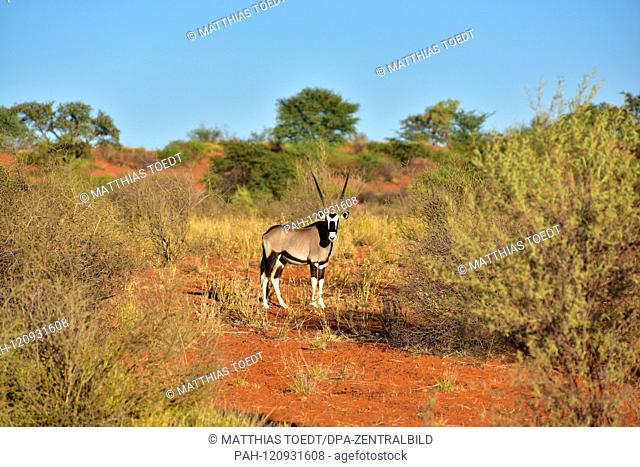 Oryx antelope (Oryx gazella) in the Namibian Kalahari, taken on 27.02.2019. The two horns and black face mask are typical of this up to 200 kg antelope species