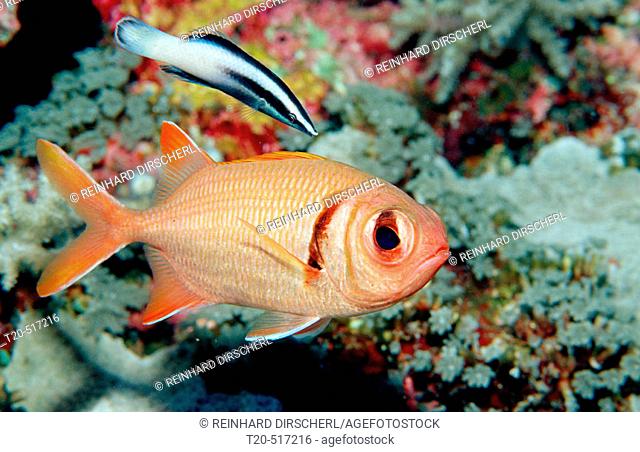 Blotcheye soldierfish and cleaner wrasse, Myripristis murdjan, Indonesia, Indian Ocean, Komodo National Park