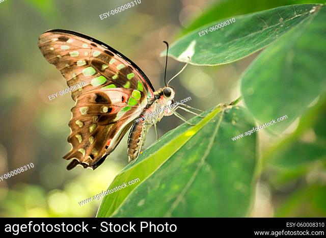 Tropical butterfly Tailed Green Jay Graphium agamemnon. Swallowtail living in Southeast Asia and Australia