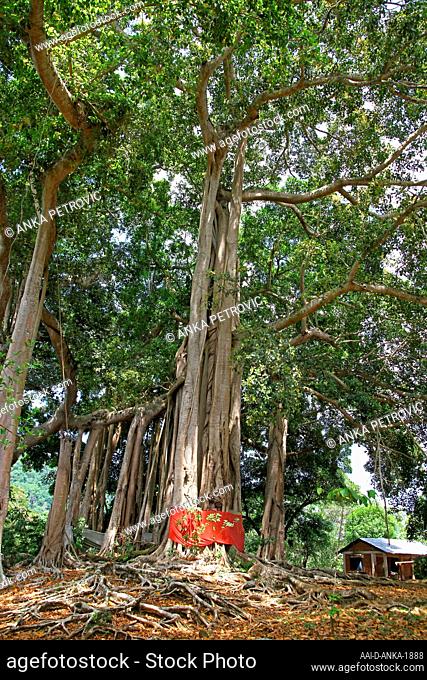 Sacred banyan tree in banyan forest, (Ficus Urostigma), Andoany/Hell-Ville City, Nosy Be, Madagascar