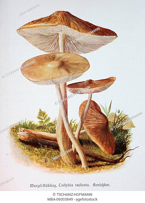 Fungus, Collybia radicata, digital reproduction of an illustration by Emil Doerstling (1859-1940)