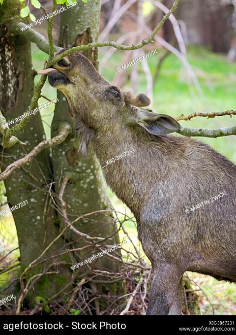 Moose or Elk (Alces alces), eating bark. Enclosure in the National Park Bavarian Forest, Europe, Germany, Bavaria