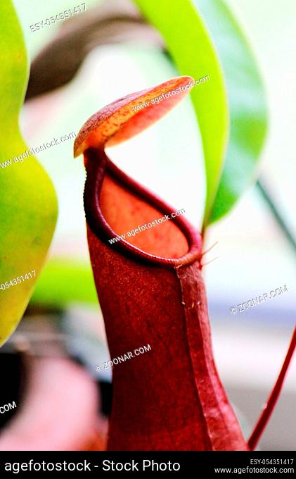 Macro insectivorous plants Nepenthes Ampullaria close up