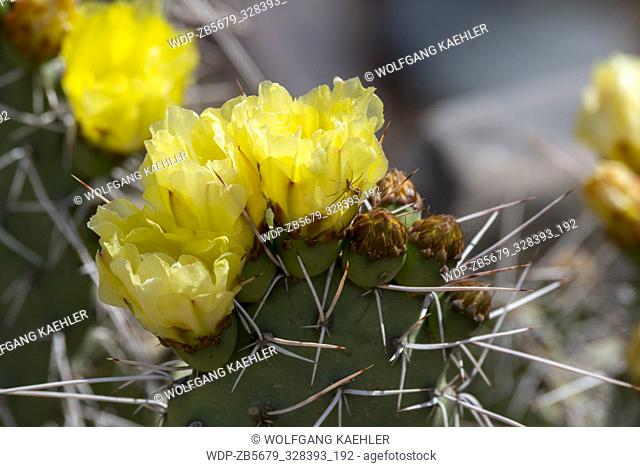 Close-up of cacti flowers in a cacti garden at the entrance area of the fortress of Tilcara (Pucar