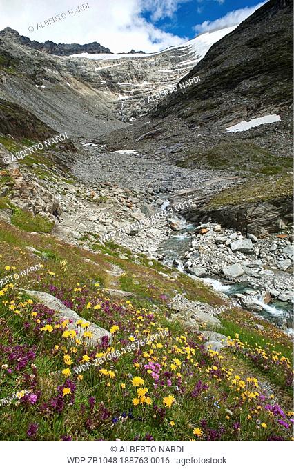 alpine meadow, flowers: Pedicularis verticillata and Leontodon montanus, bg : Adula Glacier, Ticinesi Alps, canton of Ticino, Switzerland