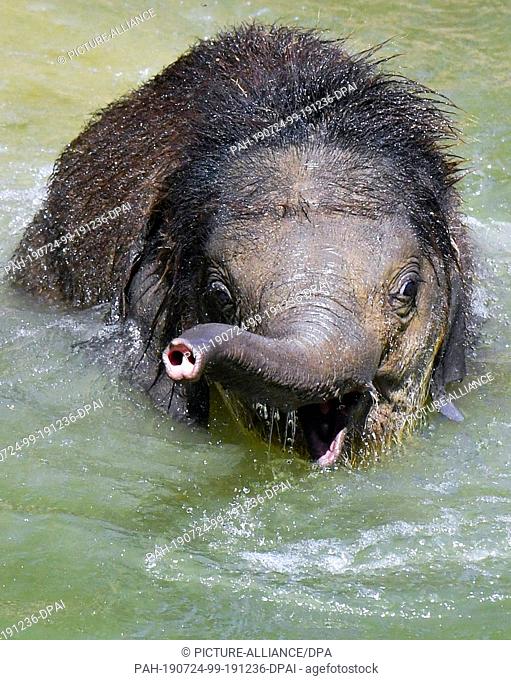 24 July 2019, Saxony, Leipzig: The little elephant bull Ben Long baths in Leipzig Zoo and cools off in the summer heat. Its name means as much as ""perseverance...