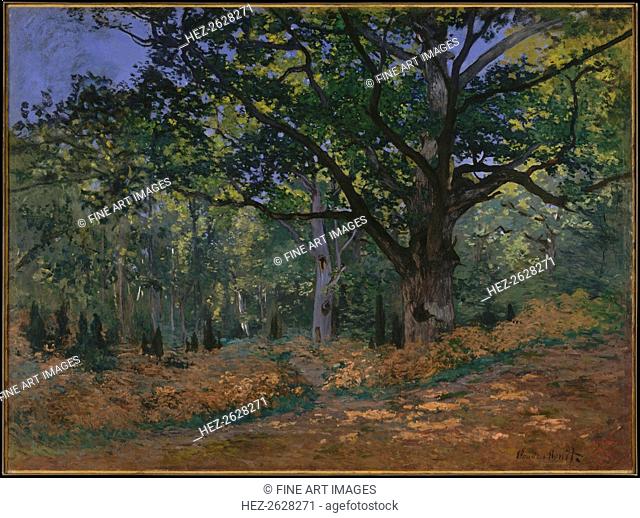 The Bodmer Oak, Fontainebleau Forest, 1865. Artist: Monet, Claude (1840-1926)