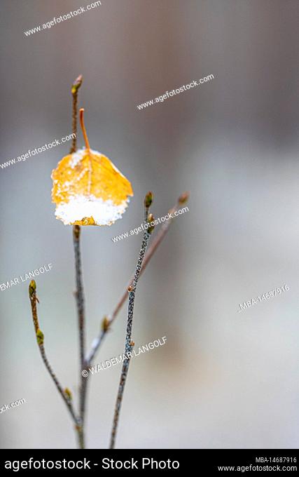 A small leaf hangs on a branch, colorful autumn colors, snowed in