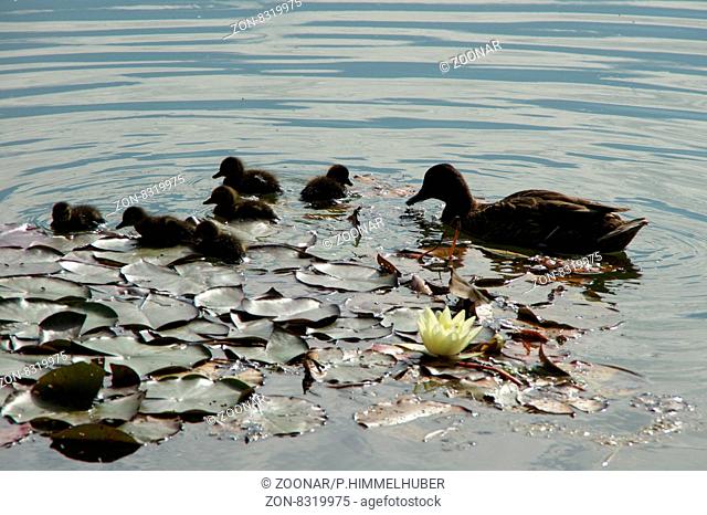 Anas platyrhynchos, Stockente, Mallard, weibliche Ente mit Jungen, female Duck with chicken