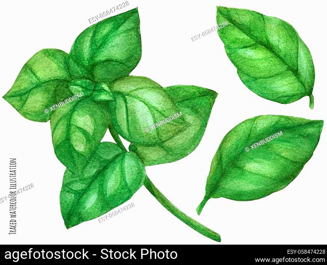 Fresh basil green branch. Botanical watercolor traced illustration