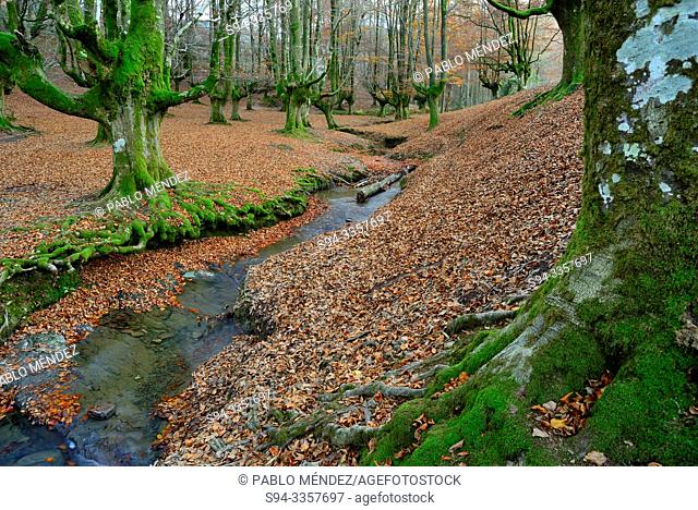 Beech wood of Otzarreta, Biscay, Basque Country, Spain