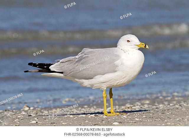 Ring-billed Gull (Larus delawarensis) adult, standing on beach, Florida, U.S.A., March