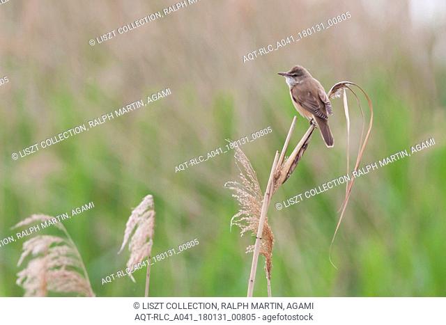 Great Reed-Warbler, Acrocephalus arundinaceus ssp. arundinaceus, Austria, Acrocephalus arundinaceus, Great Reed Warbler