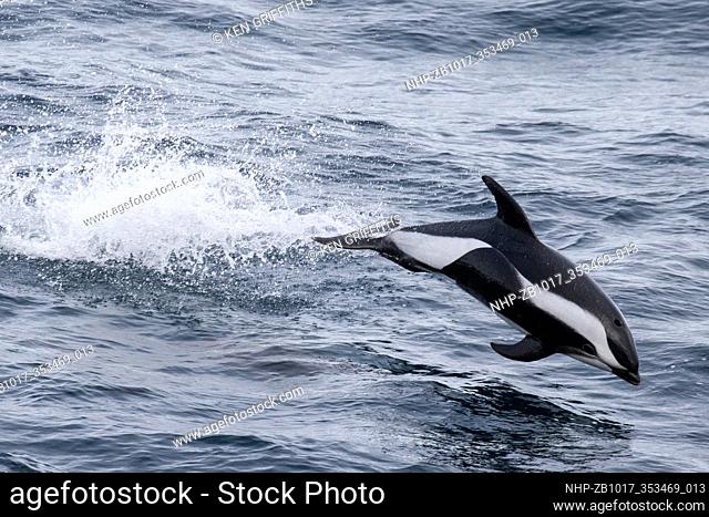 Hourglass Dolphin riding a ship wake Lagenorhynchus cruciger Antarctic Peninsular