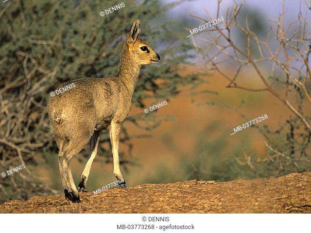 South Africa, Augrabies case national park,  Stone, Klippspringer, Oreotragus  oreotragus Africa, national park, reservation, wild protectorate, nature