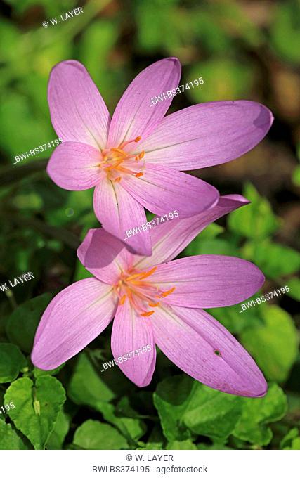 Meadow saffron, Naked lady, Autumn crocus (Colchicum autumnale), blooming, Germany