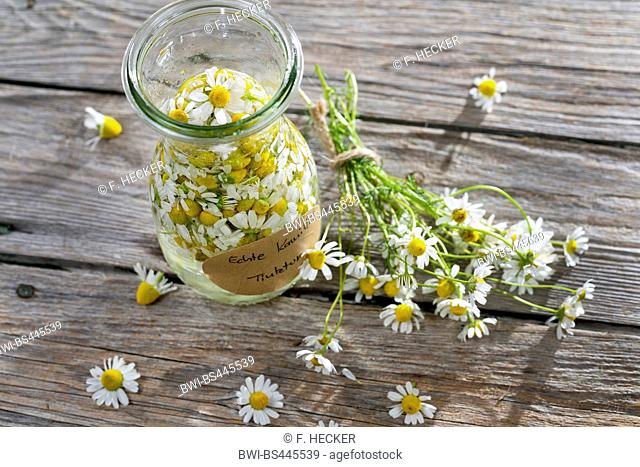 scented mayweed, german chamomile, german mayweed (Matricaria chamomilla, Matricaria recutita), self-made production of alcoholic extract of chamomille, Germany