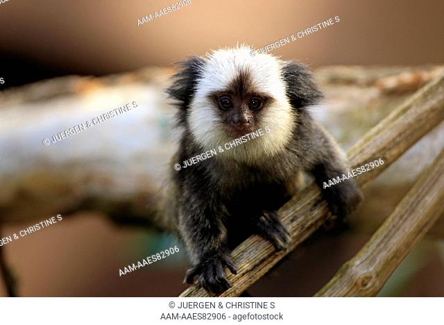 White-Headed Marmoset, Tufted-Ear Marmoset, Geoffroy`s Marmoset young on tree (Callithrix geoffroyi) Brazil, South America