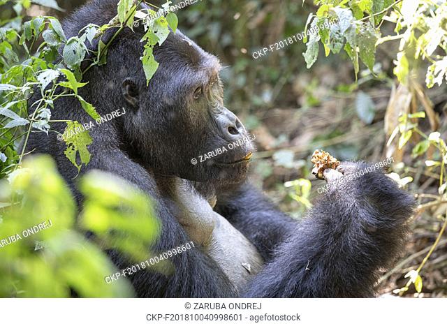 Eastern Lowland Gorilla, Gorilla beringei beringei, Bukavu, Democratic Republic of the Congo, July 15, 2018. (CTK Photo/Ondrej Zaruba)