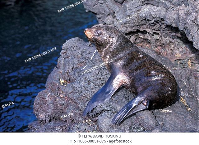 Galapagos Fur Seal Arctocephalus galapagoensis Lying on rock