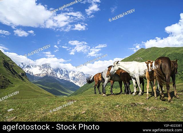 Horses grazing. In the background is Skhara mount. Svaneti, Georgia