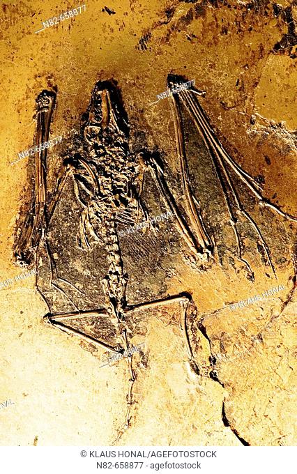 Bat fossil (Palaeochiropteryx tupaiodon). Fossil bats from Messel show soft-body preservation so that ever the flight-membranes are visible as are the feeth of...