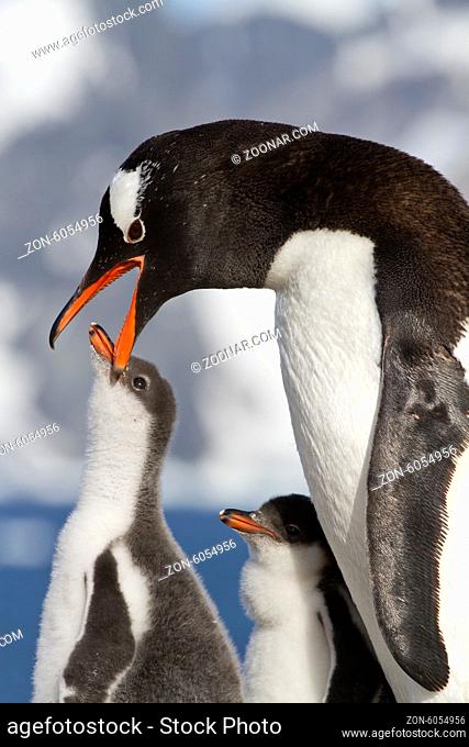 Gentoo penguin female that feeds the chick in the nest on a sunny day