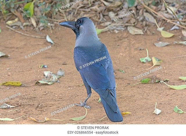 House Crow on the Jungle Floor in Nagarhole National Park in India