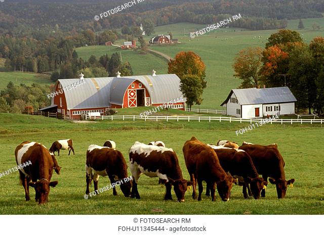 Vermont, farm, Cows grazing in pasture at the scenic Diamond Heart Heart farm in the fall in East Albany