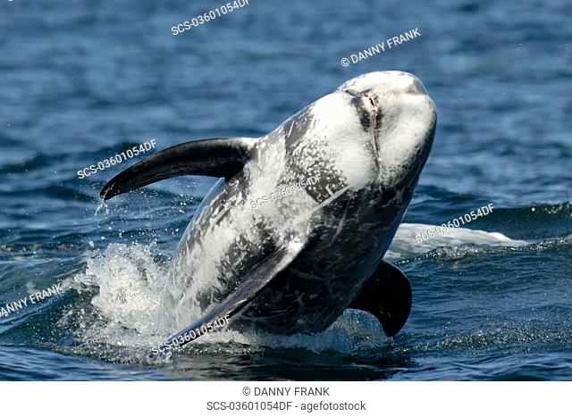 Risso's dolphin Grampus griseus breaching National marine sanctuary, Monterey bay, California Pacific ocean, USA