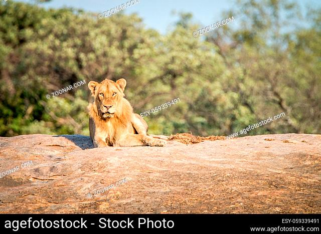 Male Lion laying on the rocks in the Kruger National Park, South Africa