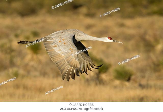 Sandhill Crane, Grus canadensis, New Mexico, USA