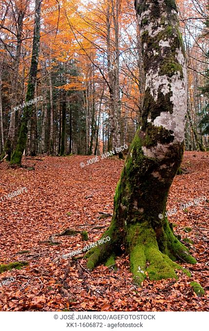Irati forest, Navarra, Spain