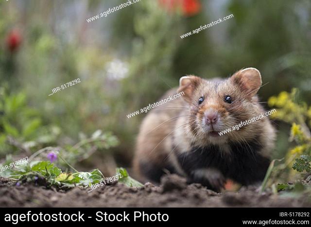 European Hamster (Cricetus cricetus), male, adult, Europe