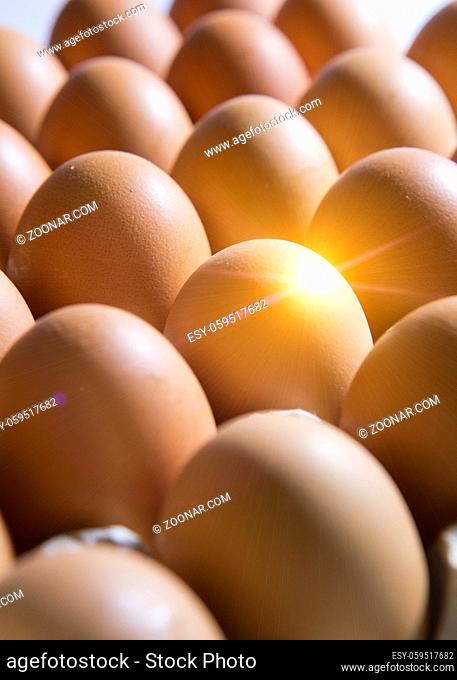 Eggs lie in the cardboard support