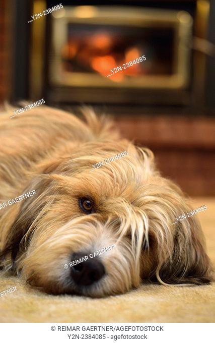 Scruffy bearded dog lying on carpet by the fireplace