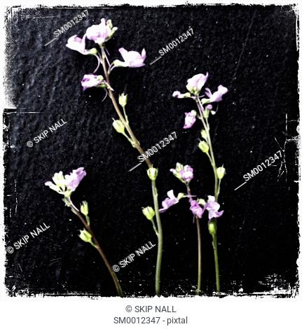 Wild flowers on a black background