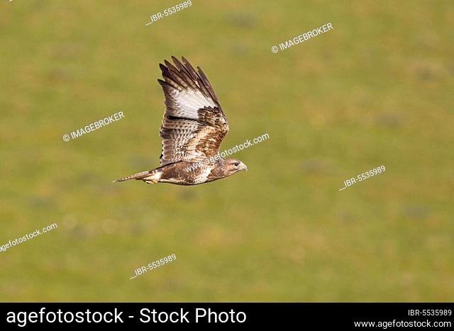 Common Buzzard, steppe buzzards (Buteo buteo), buzzards, birds of prey, animals, birds, Common Buzzard adult, in flight, Gigrin Farm, Powys, Wales