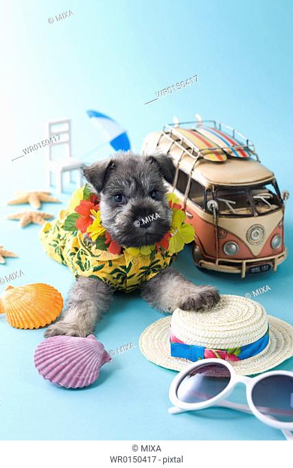 Miniature Schnauzer Puppy and Summer Vacation