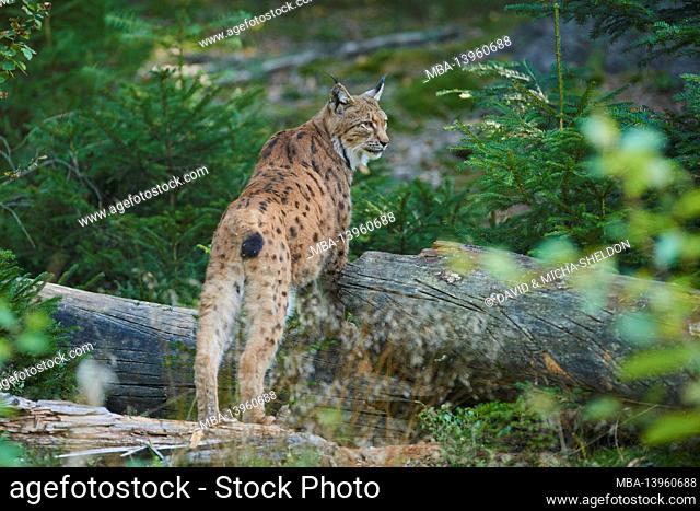 Northern lynx (Lynx lynx), forest, standing