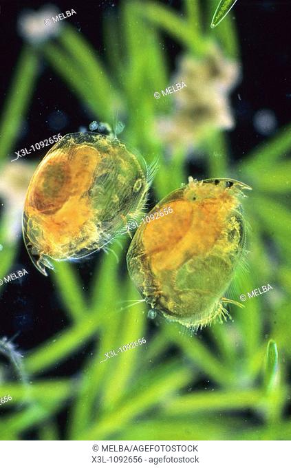 Daphnia pulex Water flea with eggs Copepod Crustacean Invertebrate Optic microscopy
