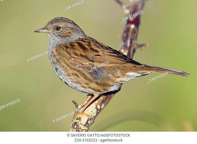 Dunnock (Prunella modularis), adult perched on a branch