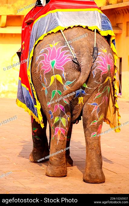 Painted rear of an elephant walking in Jaleb Chowk (main courtyard) in Amber Fort, Rajasthan, India. Elephant rides are popular tourist attraction in Amber Fort