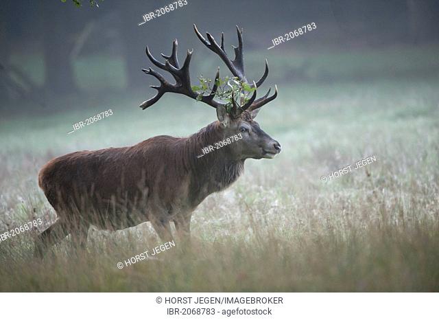 Red deer (Cervus elaphus), stag, Duelmen, North Rhine-Westphalia, Germany, Europe